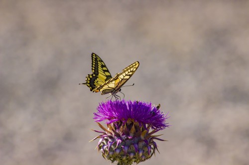 IMG_5374.jpg