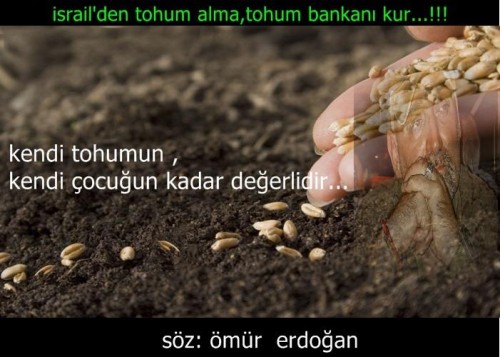 omur-erdogan-tohum-uretimi.jpg
