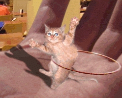 KEDI-1.gif