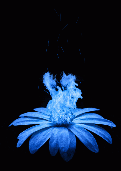 header-image.gif