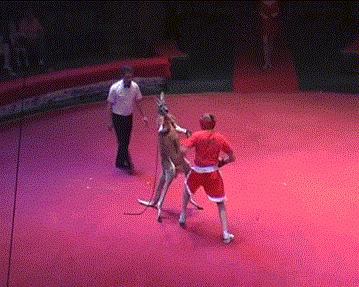 s-489ae581001b4bf0f999b6d394fd5ff0c198bb2c-1.gif