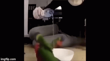 Zolo.gif