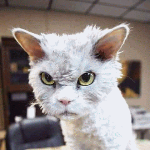 wwd.gif