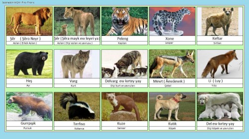 Aslan---Heywon---Hayvanlar.jpg