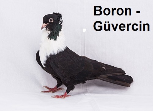 Boron---guvercin-1.jpg
