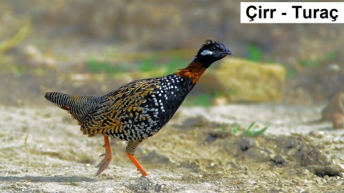 Cirr---Turac-1.jpg