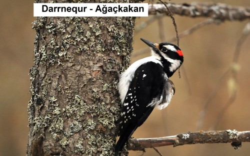 Darrnequr---Agackakan-1.jpg