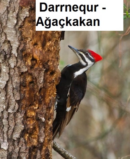 Darrnequr---Agackakan-2.jpg