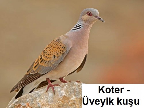 Koter---Uveyik-kusu-2a.jpg