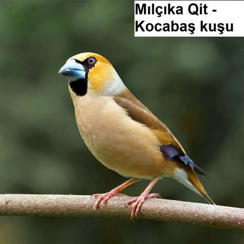 Milcika-Qit---Kocabas-kusu-1.jpg
