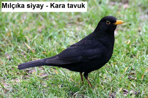 Milcika-siyay---Kara-tavuk-1.jpg