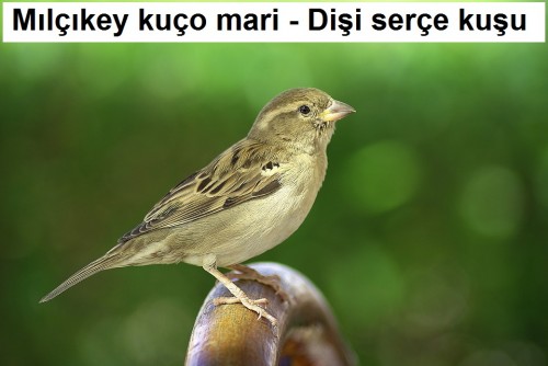 Milcikey-kuco-mari---Disi-serce-kusu-1.jpg