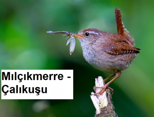 Milcikmerre---Calikusu-1.jpg
