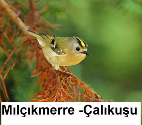 Milcikmerre---Calikusu-2.jpg