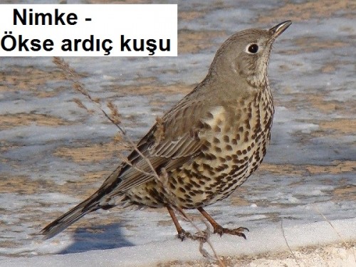 Nimke---Okse-ardic-kusu-1.jpg