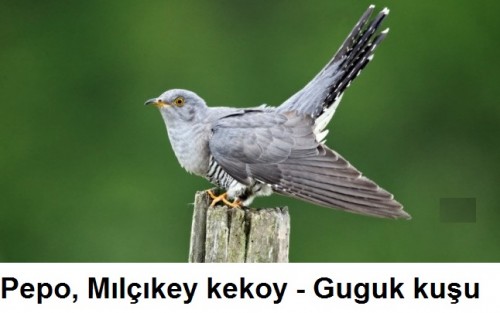 Pepo-Milcikey-kekoy---Guguk-kusu-1.jpg