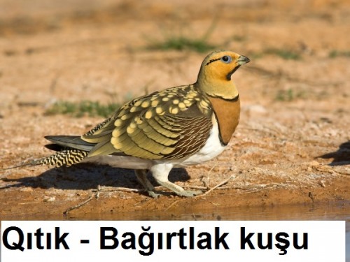 Qitik---Bagirtlak-kusu-1.jpg
