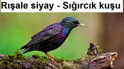 Risale-siyay---Sigircik-kusu-1.jpg