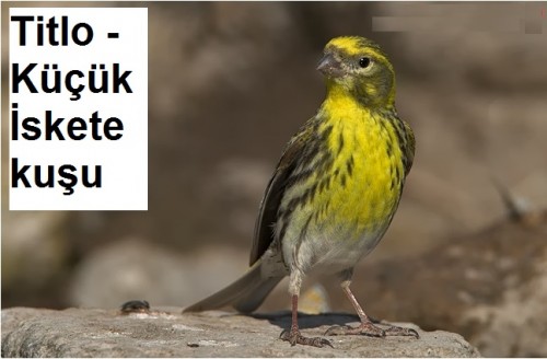 Titlo---Kucuk-iskete-kusu-2.jpg