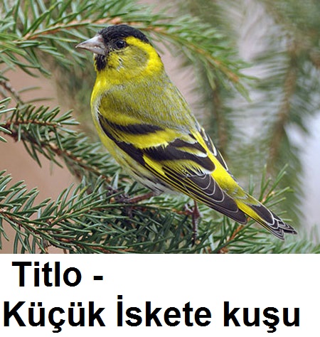 Titlo---kucuk-iskete-kusu-1.jpg