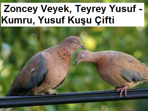 Veyek-Teyrey-Yusuf---Kumru-Yusuf-kusu-1.jpg