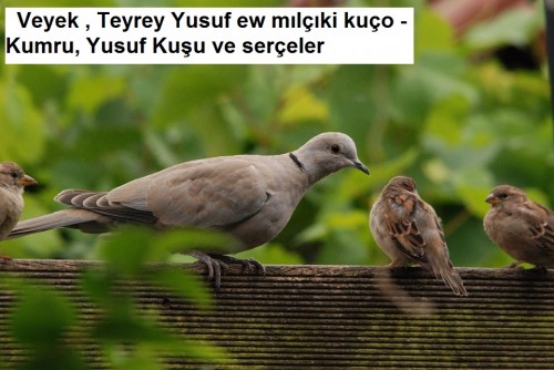 Veyek-Teyrey-Yusuf.jpg