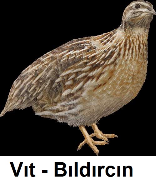 Vit--b-Bildircin-1.jpg