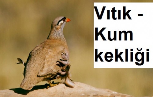 Vitik---Kum-kekligi-1.jpg