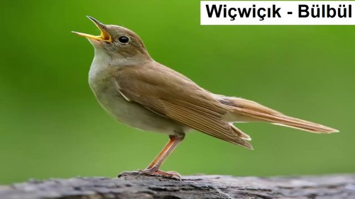 Wicwicik---Bulbul-1.jpg