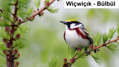 Wicwicik---Bulbul-2.jpg