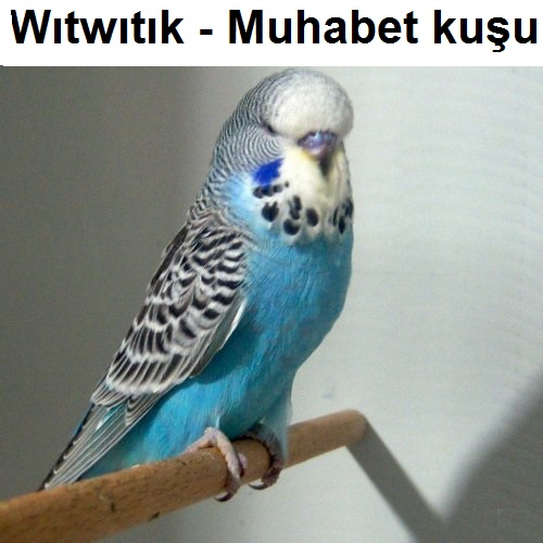 Witwitik---Muhabet-kusu-2.jpg