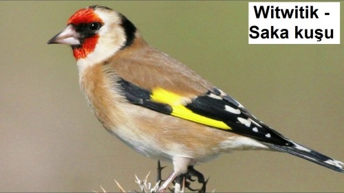 Witwitik---Saka-kusu-1.jpg