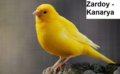 Zardoy---kanarya-1.jpg