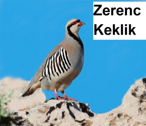 Zerenc---Keklik-2.jpg