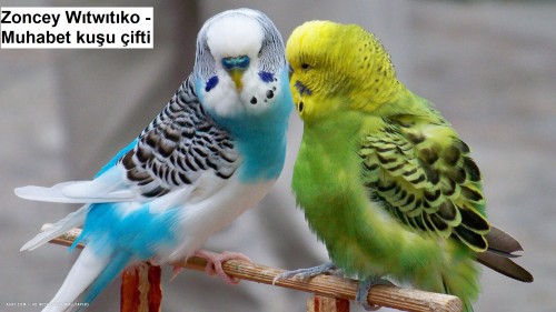 Zoncey-Witwitiko---Muhabet-kusu-cifti-1.jpg