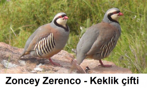 Zoncey-Zerenco---Keklik-cifti-2.jpg