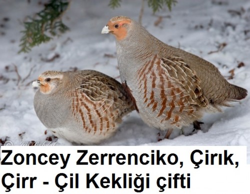 Zoncey-Zerrencik-Cirik-Cirr---Cil-kekligi-cifti-2.jpg