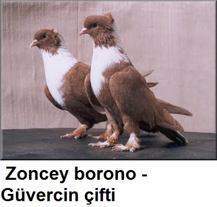 Zoncey-borono---Guvercin-cifti-1.jpg