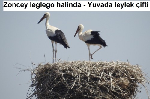 Zoncey-leglego-halinda---Yuvada-leylek-cifti-1.jpg