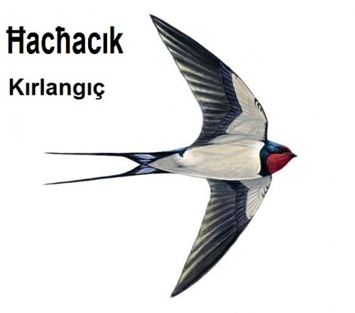 hachacik---Kirlangic-2a.jpg