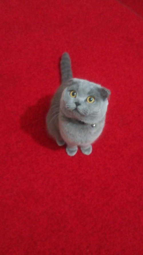 IMG-20190622-WA0001.jpg