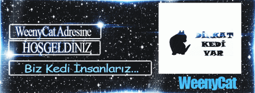 kedi-banner.gif