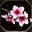 Resim