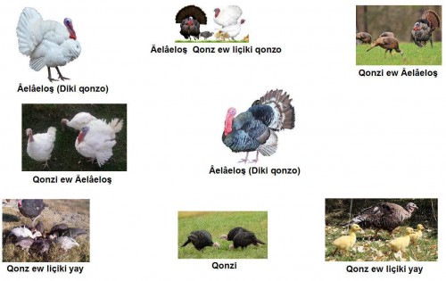Aelaelos-Qonzi-----Hindiler.jpg