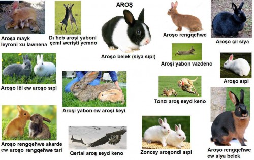 Aros-Arosi-----Tavsan-Tavsanlar.jpg