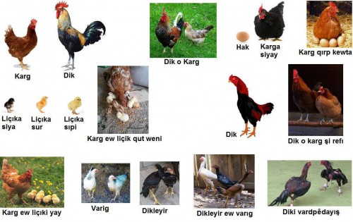 Karg-Dik----Tavuk-Horuz.jpg