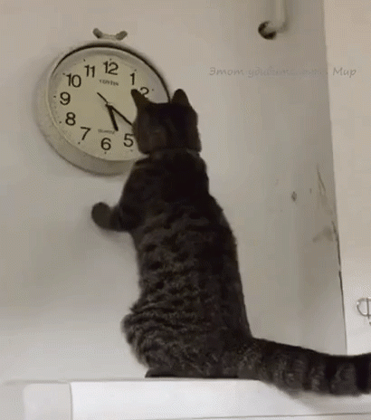 83e519be4473516-a-nw-p.gif