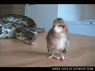 tis.gif