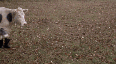 14a.super-Cow-in-Boots.gif