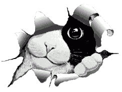 GBTPVKewZp.gif